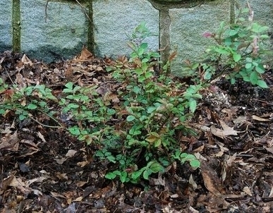 Nowo zasadzona róża Nowo zasadzona róża