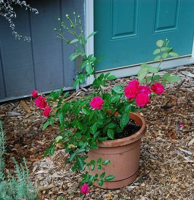 Róża w wrześniu Róża w wrześniu