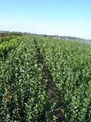 Ligustrum vulgare  ligustr pospolity