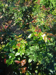 Mahonia aquifolia  mahonia pospolita 