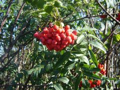 Sorbus aucuparia  Jarząb pospolity