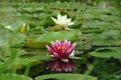 Projektowanie oczek wodnych Olsztyn