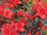signalgluhen_m