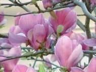 magnolia_m