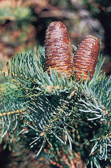 396px-Abies_concolor_cones