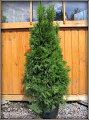 Thuja occidentalis Smaragd