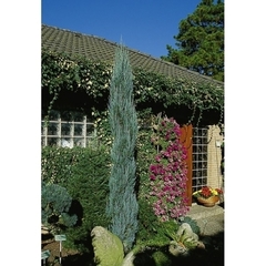 Juniperus scopulorum Blue Arrow