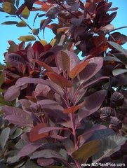 cotinus_coggygria_royal_purple_small_02