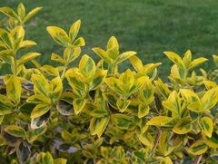 797px-Euonymus_fortunei_a1