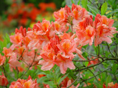 Azalea_20mollis