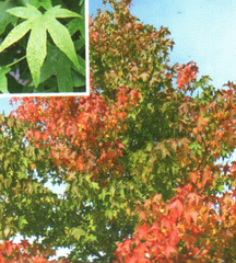 Ambrowiec Amerykański - Liquidambar styraciflua