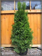 thuja_occ_smaragd