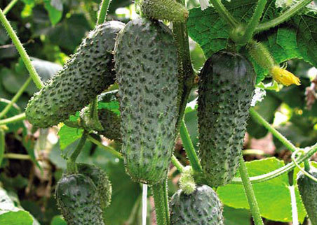 Og&oacute;rki Libelle H