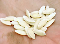 Nasiona og&oacute;rk&oacute;w