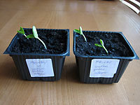 Wykiełkowane nasiona