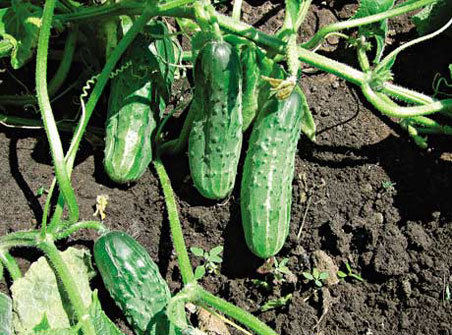 Og&oacute;rki Dalila H