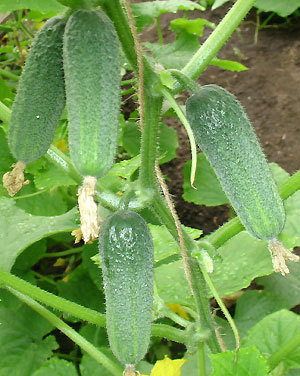 Og&oacute;rki Melody H