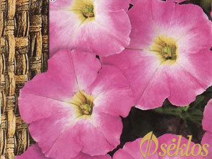 Nowy gatunek petunii milliflora nazywa się &bdquo;Fantasy".