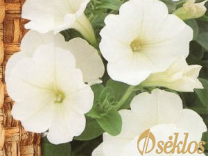 Petunia biała