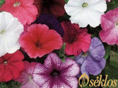 Petunia kolorowa