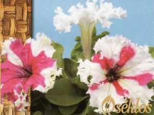 Petunie strzępiaste