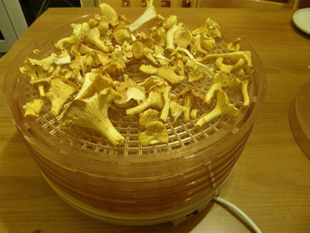 Elektryczna suszarnia grzyb&oacute;w