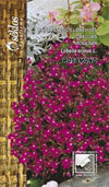PRZYLĄDKOWA LOBELIA ROSAMOND