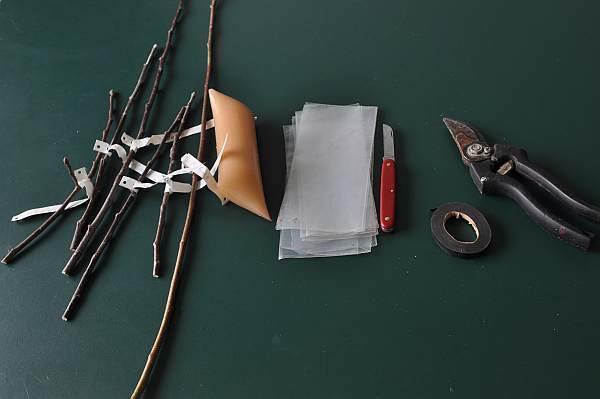 Narzędzia potrzebne do szczepienia Narzędzia potrzebne do szczepienia