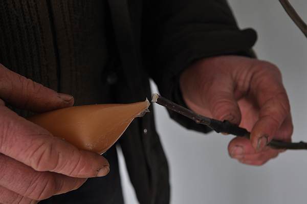 Obwiązujemy folią miejsce szczepienia i smarujemy maścią ogrodniczą Obwiązujemy folią miejsce szczepienia i smarujemy maścią ogrodniczą