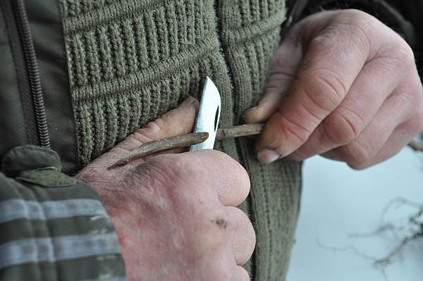 Odcinamy poniżej pąku Odcinamy poniżej pąku