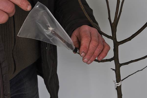 Przeszczep przykryty foliowa torebką.