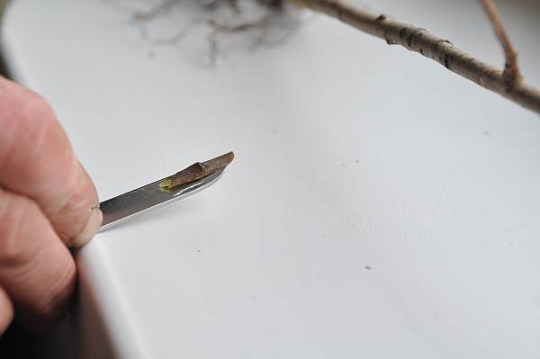 Przygotowane oczko Przygotowane oczko