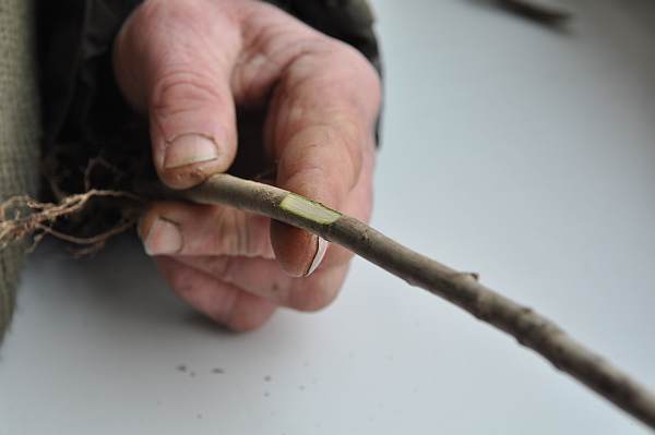 Przygotowanie odpowiedniego nacięcia w podkładce Przygotowanie odpowiedniego nacięcia w podkładce