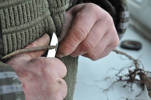 Ścinanie pąku z odrobiną drzewna Ścinanie pąku z odrobiną drzewna