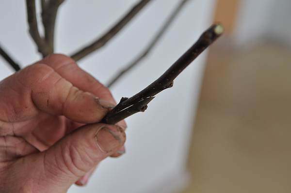 Szczepienie przez stosowanie Szczepienie przez stosowanie