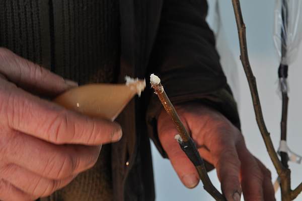 Zasmarowane maścią wierzchołek i powierzchnia szczepienia Zasmarowane maścią wierzchołek i powierzchnia szczepienia