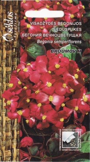 Begonia BROUMOV H
