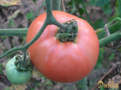 Dojrzały czerwony pomidor