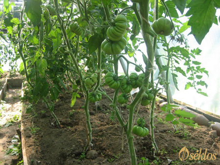 Niedojrzałe pomidory