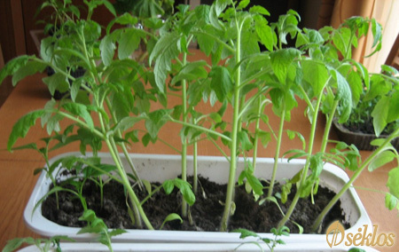 Sadzonki pomidor&oacute;w