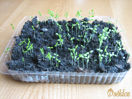 Wykiełkowane nasienie pomidor&oacute;w