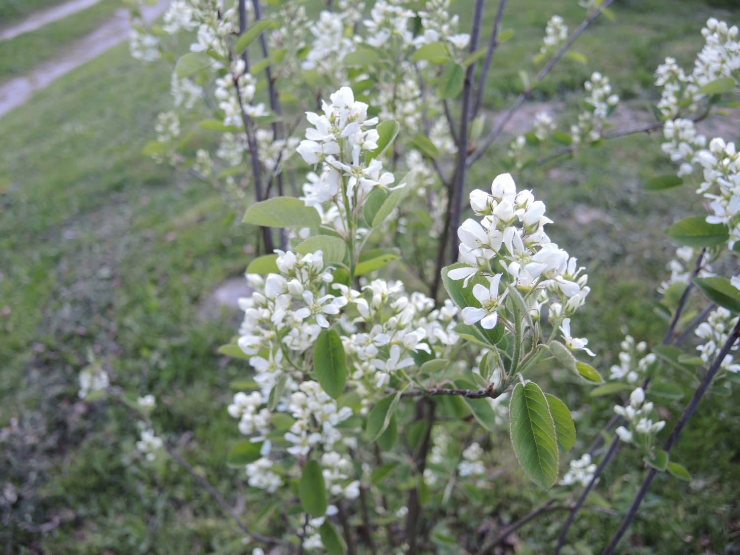 Sadzenie drzewek owocowych