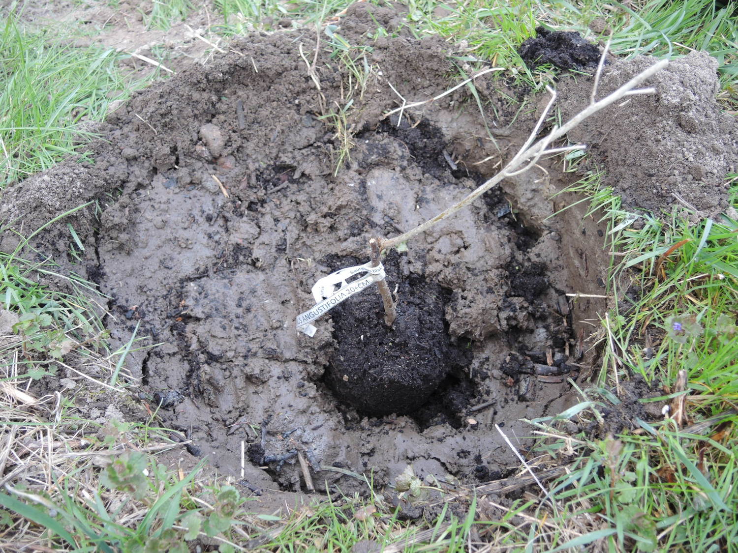 Sadzenie sadzonka w nawilżoną glebę