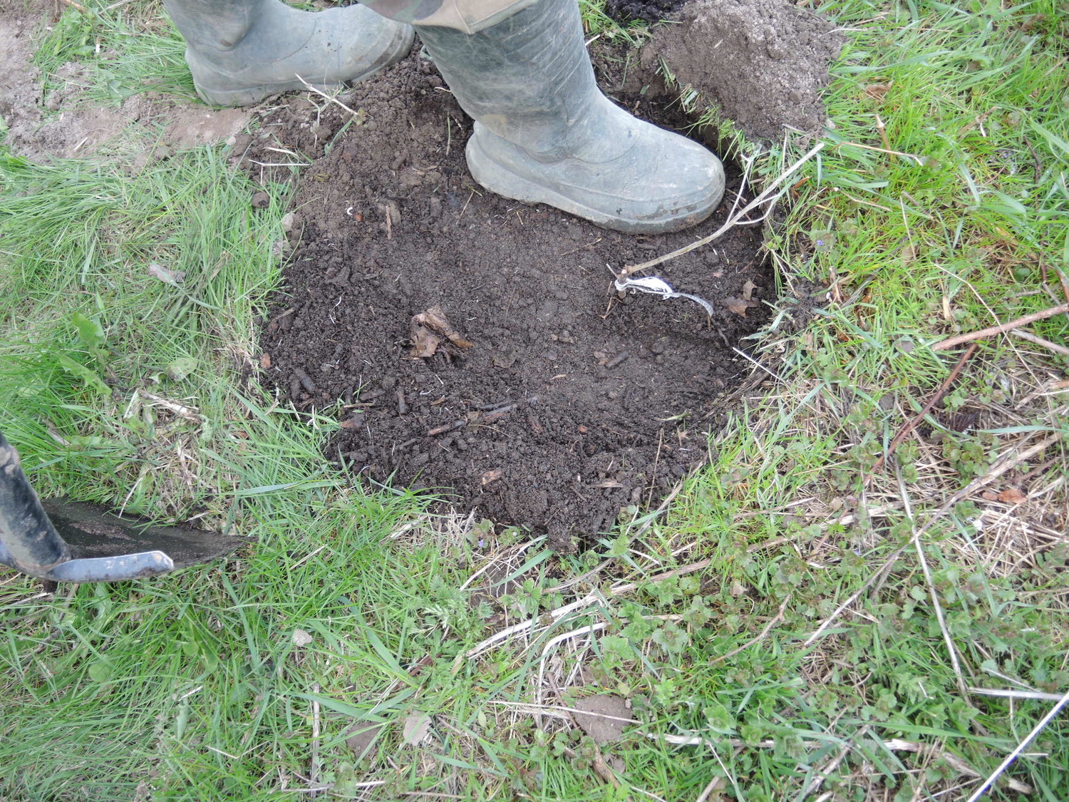 Uformowanie wgłębienia na wodę naokoło drzewka