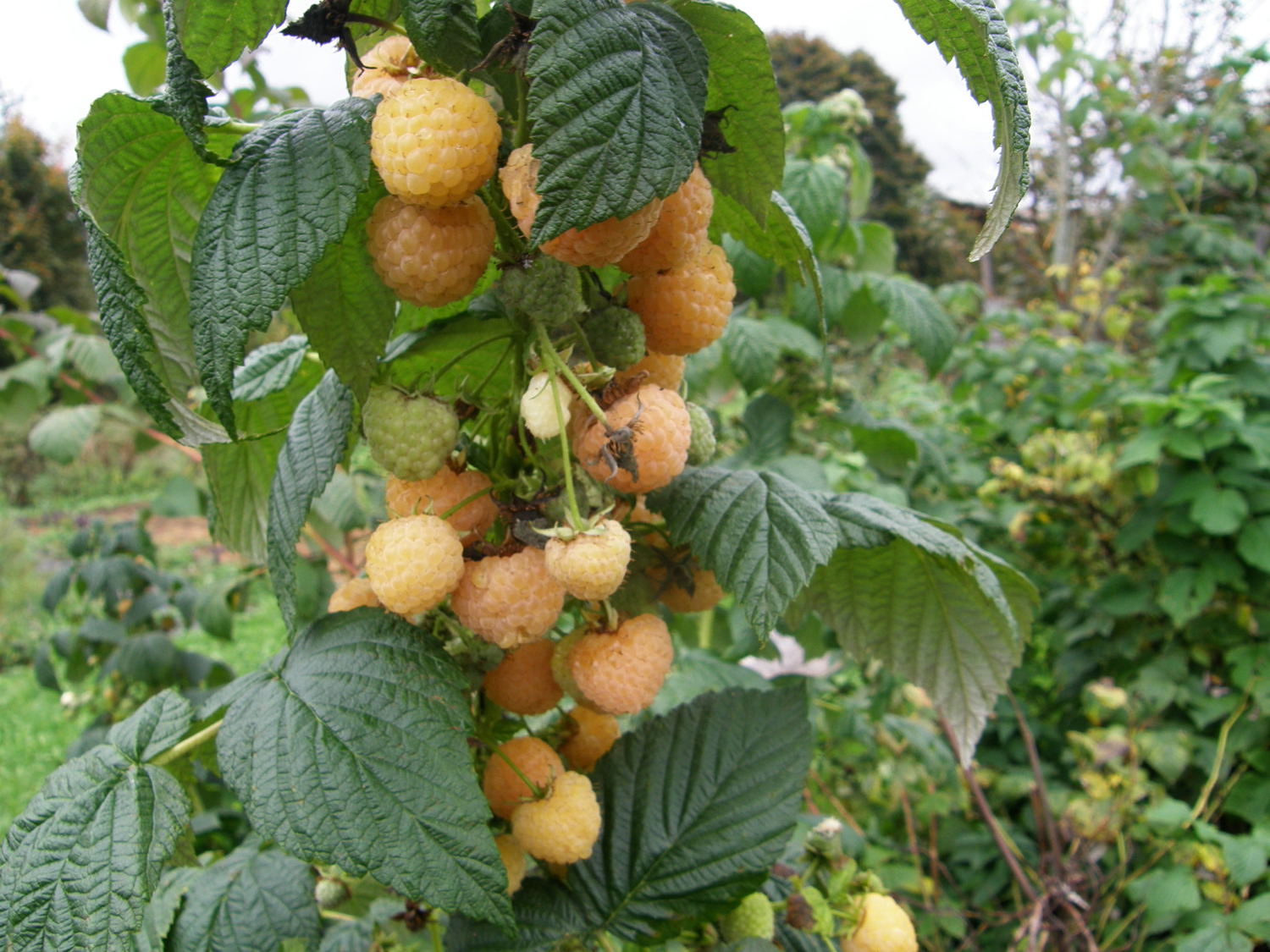 Malina - Poranna rosa