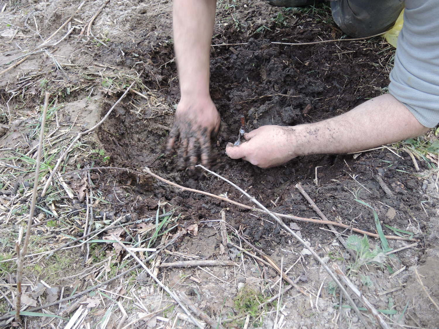 Sadzenie sadzonka maliny