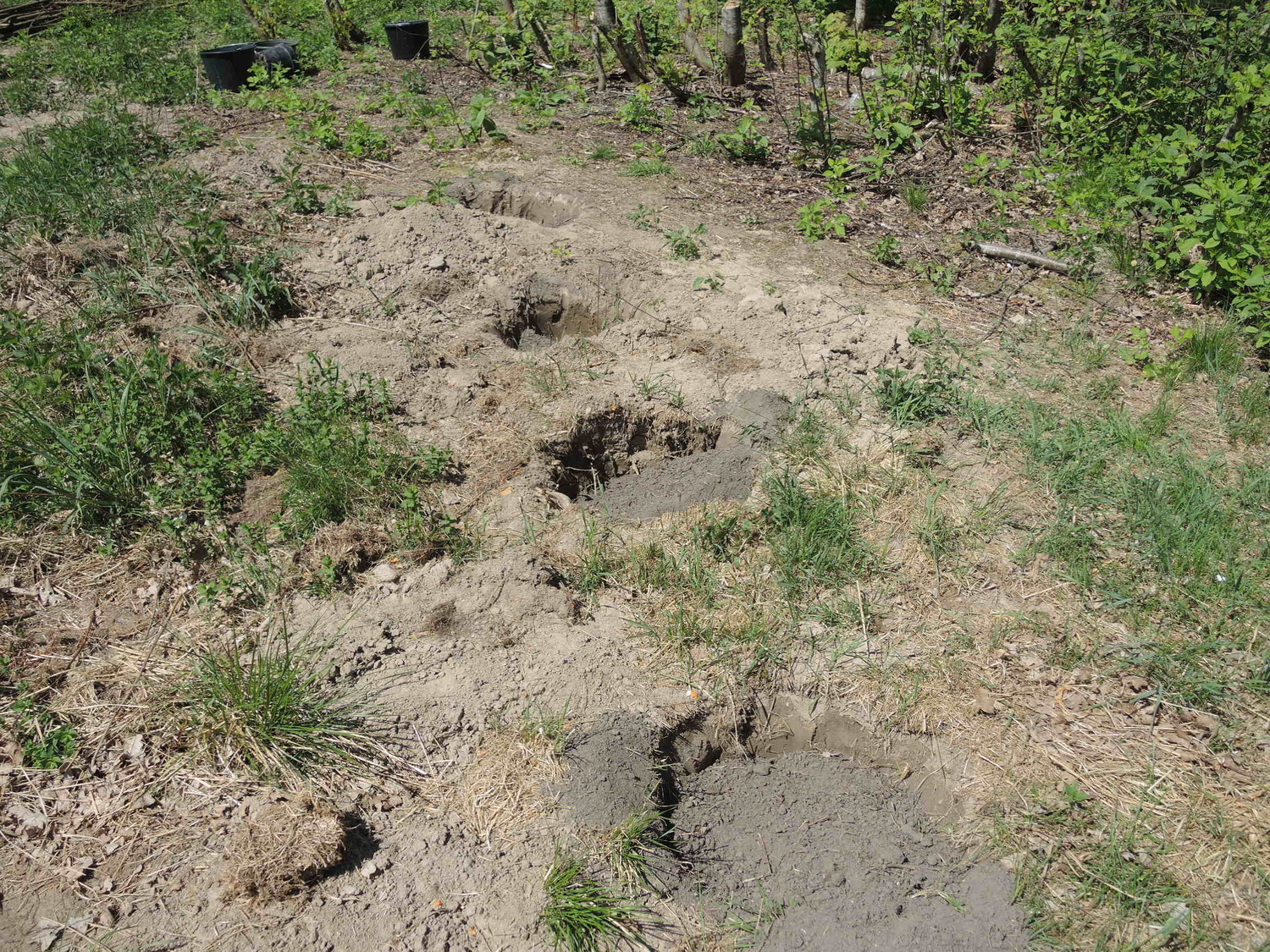 Wykopujemy dołki o  głębokości 40 cm