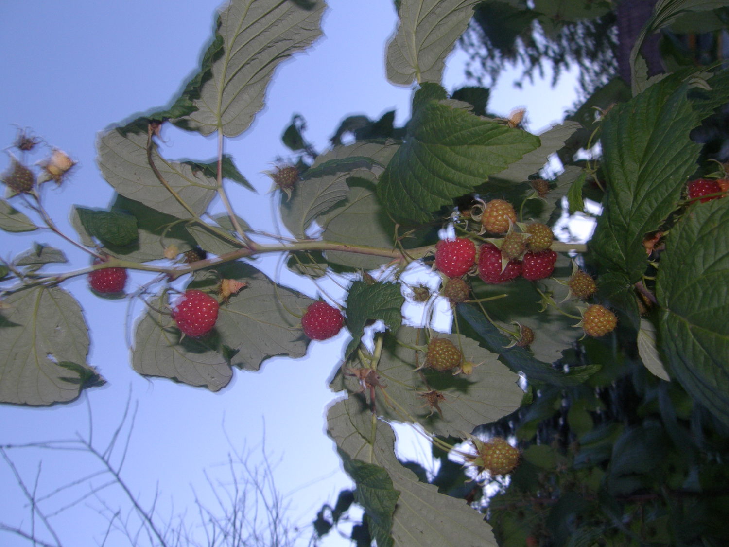 Malinna - Babie lato