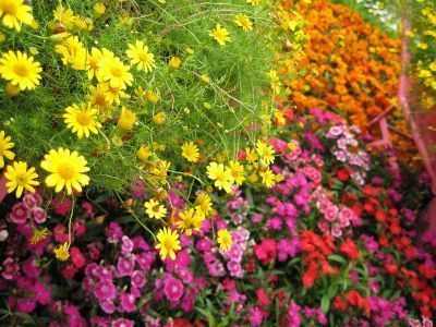 Dobieranie koloru kwiatów Dobieranie koloru kwiatów