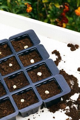 Nasiona kwiatów Nasiona kwiatów